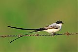 Fork-tailed Flycatcherborder=